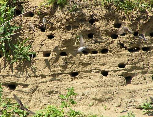 ласточкино гнездо