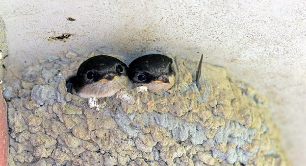 ласточкино гнездо