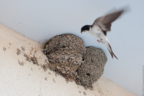 ласточкино гнездо