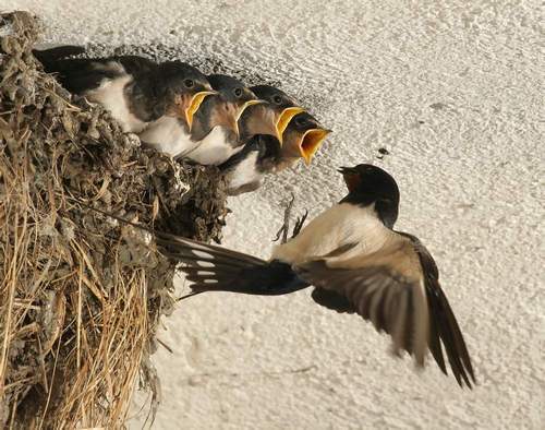 ласточкино гнездо