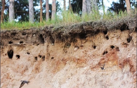 глотающие туннели