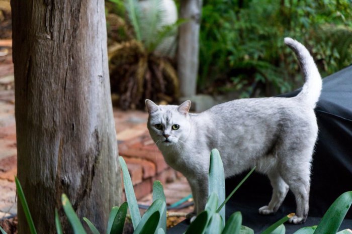 Бурмилла кошка: описание породы, характер, уход