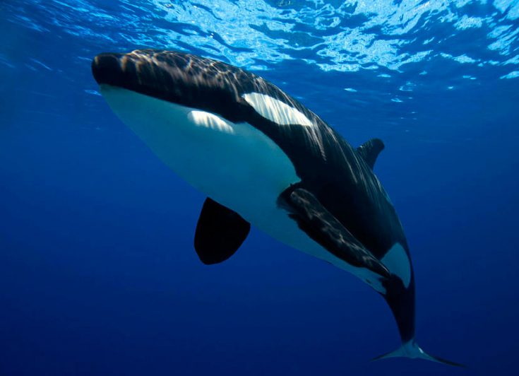 Сколько живут касатки