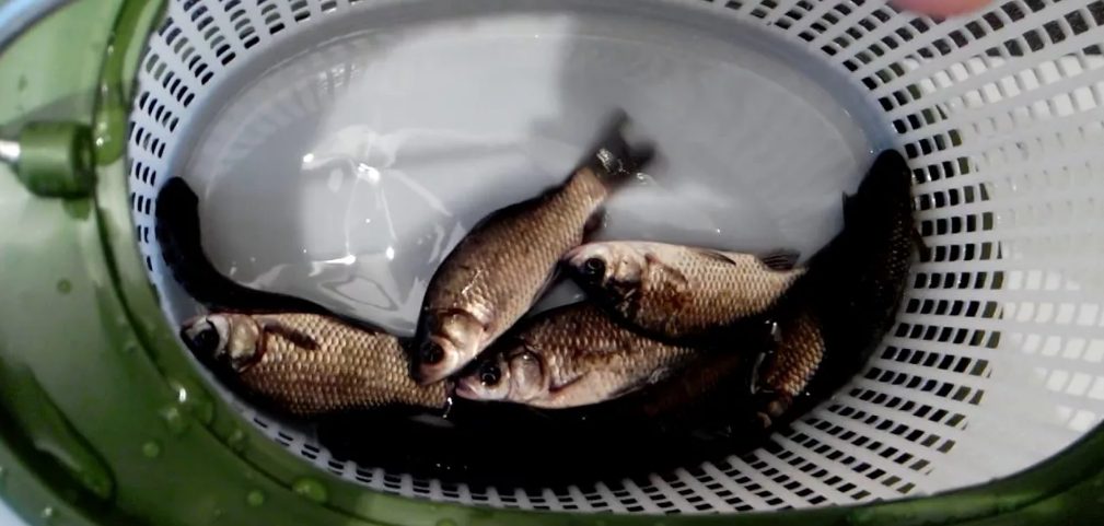 Старый термос для рыбы еще можно использовать Руководство рыболова 5 хитростей для зимней рыбалки