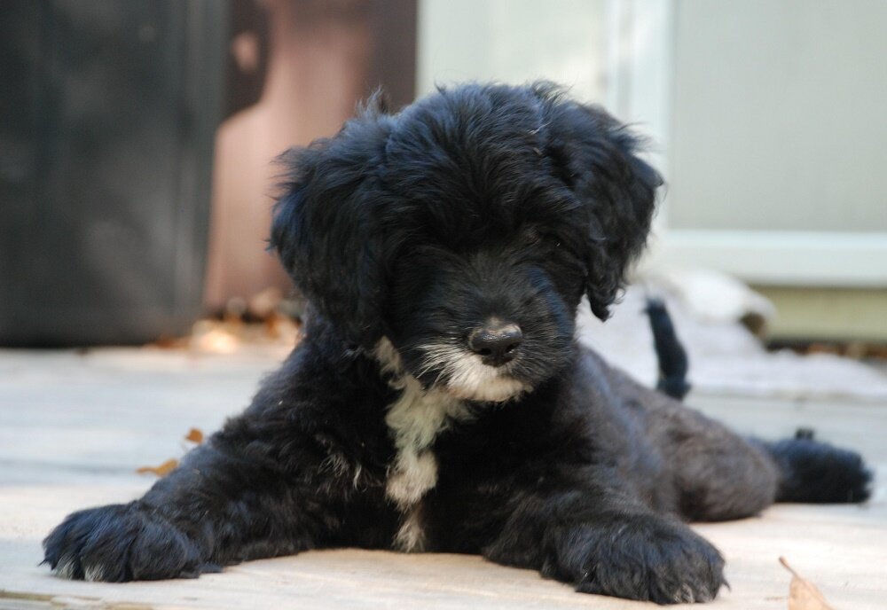 Португальская водяная собака — описание породы, нюансы ухода и воспитания собаки