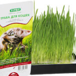 Трава для кошек: виды, польза, выращивание Трава для кошек: виды, польза, выращивание