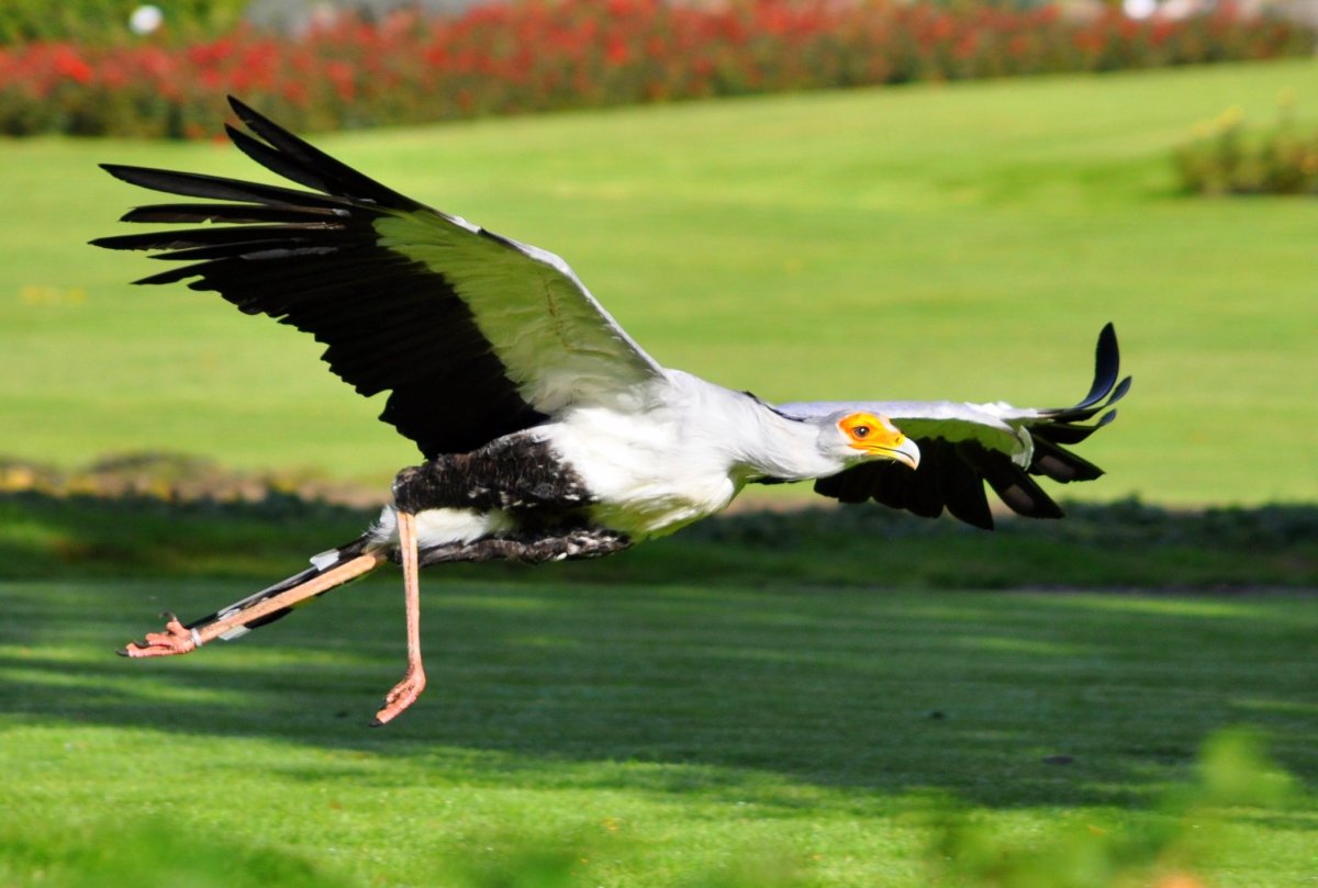Птица секретарь: образ жизни и среда обитания