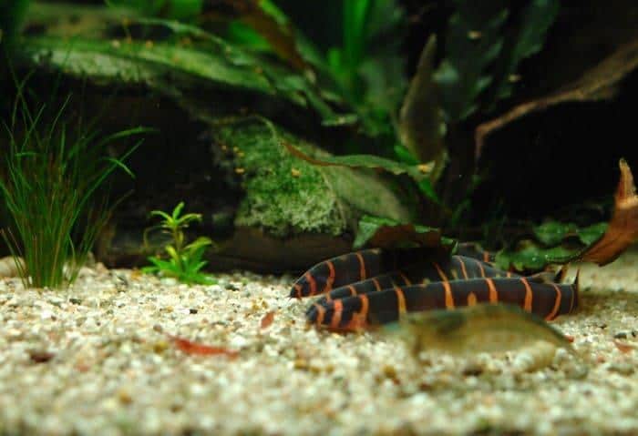 Аквариум с акантофтальмусами