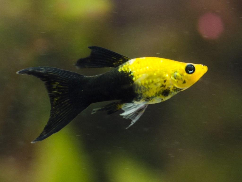 ТОП-23 самых красивых аквариумных рыбок 2022 (с фото и названиями)