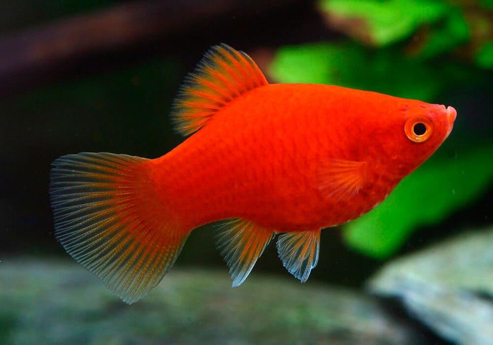 ТОП-23 самых красивых аквариумных рыбок 2022 (с фото и названиями)