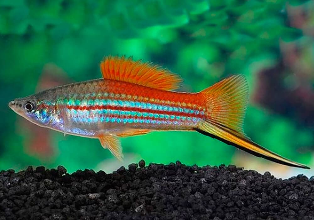 ТОП-23 самых красивых аквариумных рыбок 2022 (с фото и названиями)
