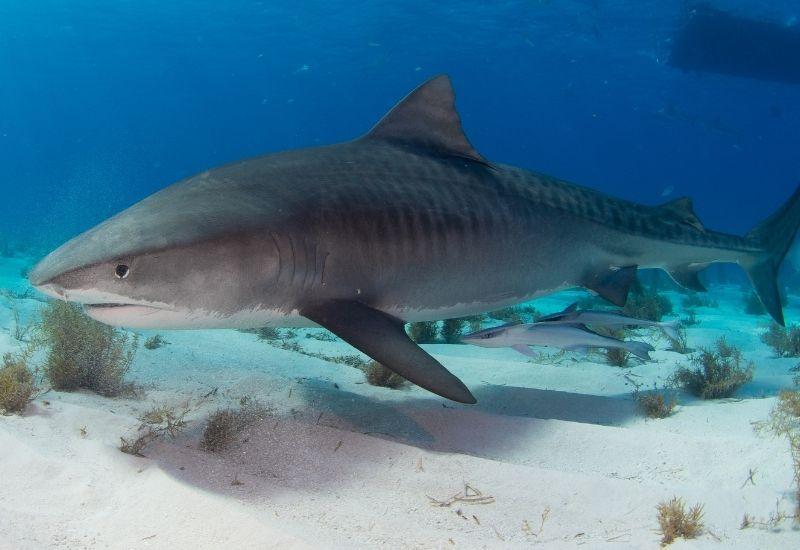 Тигровая акула Турция