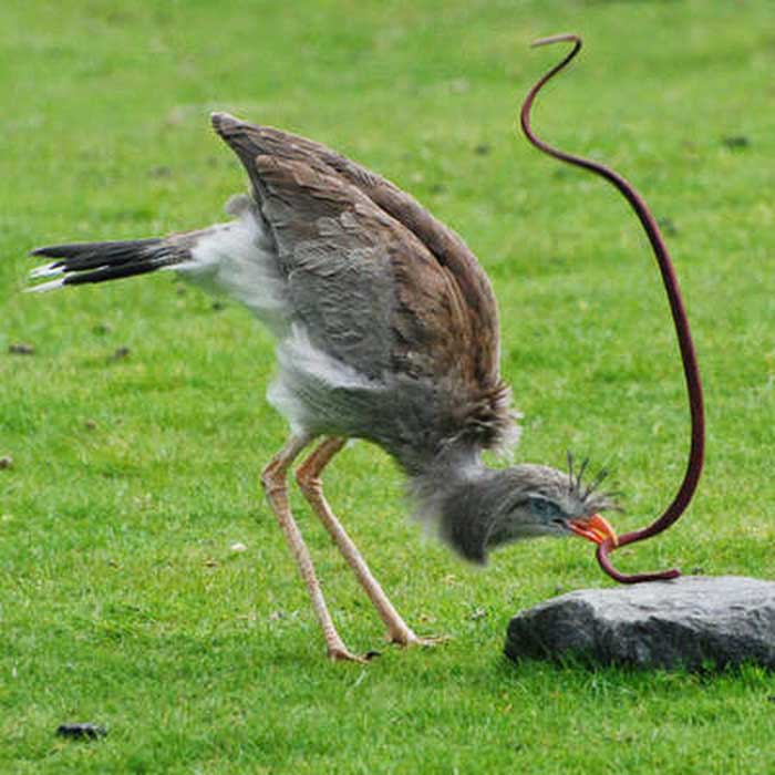 Птица-секретарь поймала змею