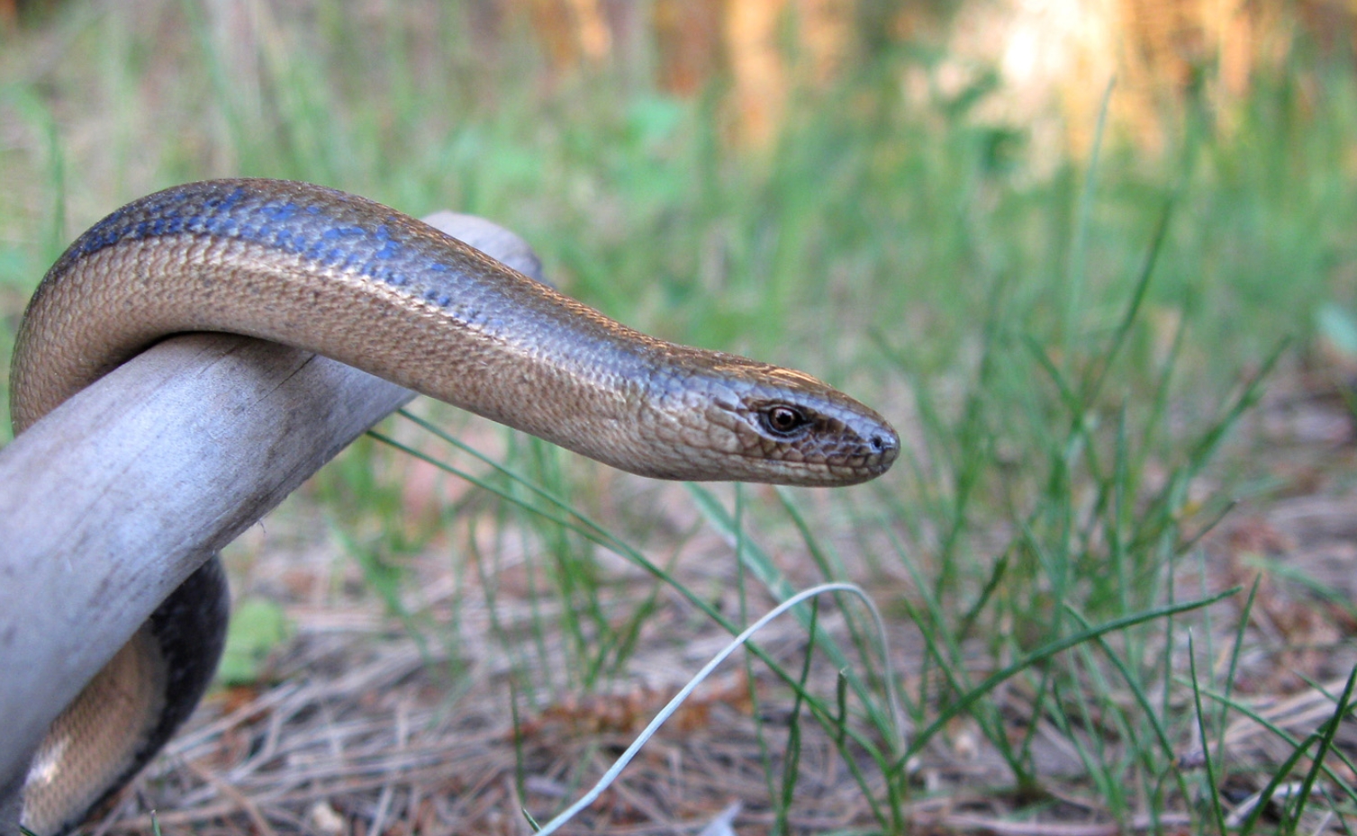 Шпиндельная петля