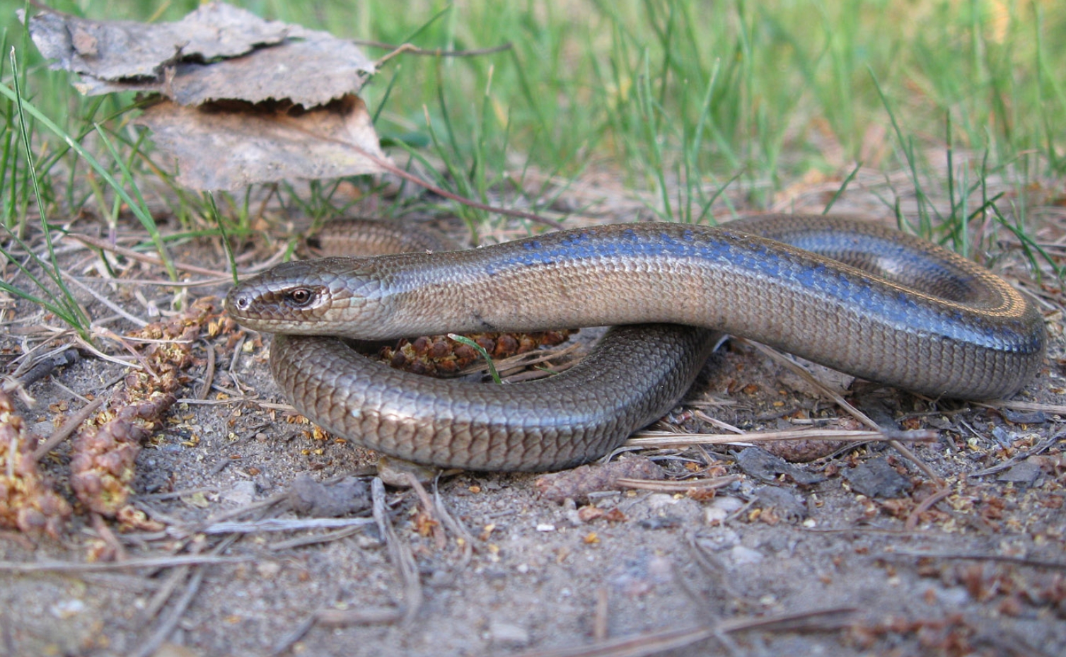 Шпиндельная петля