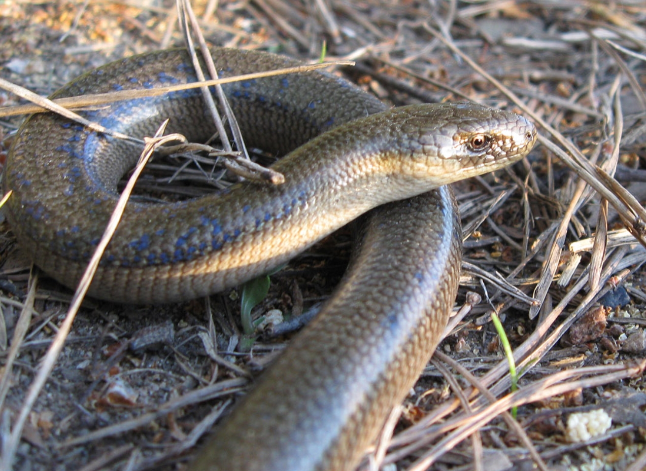 Шпиндельная петля