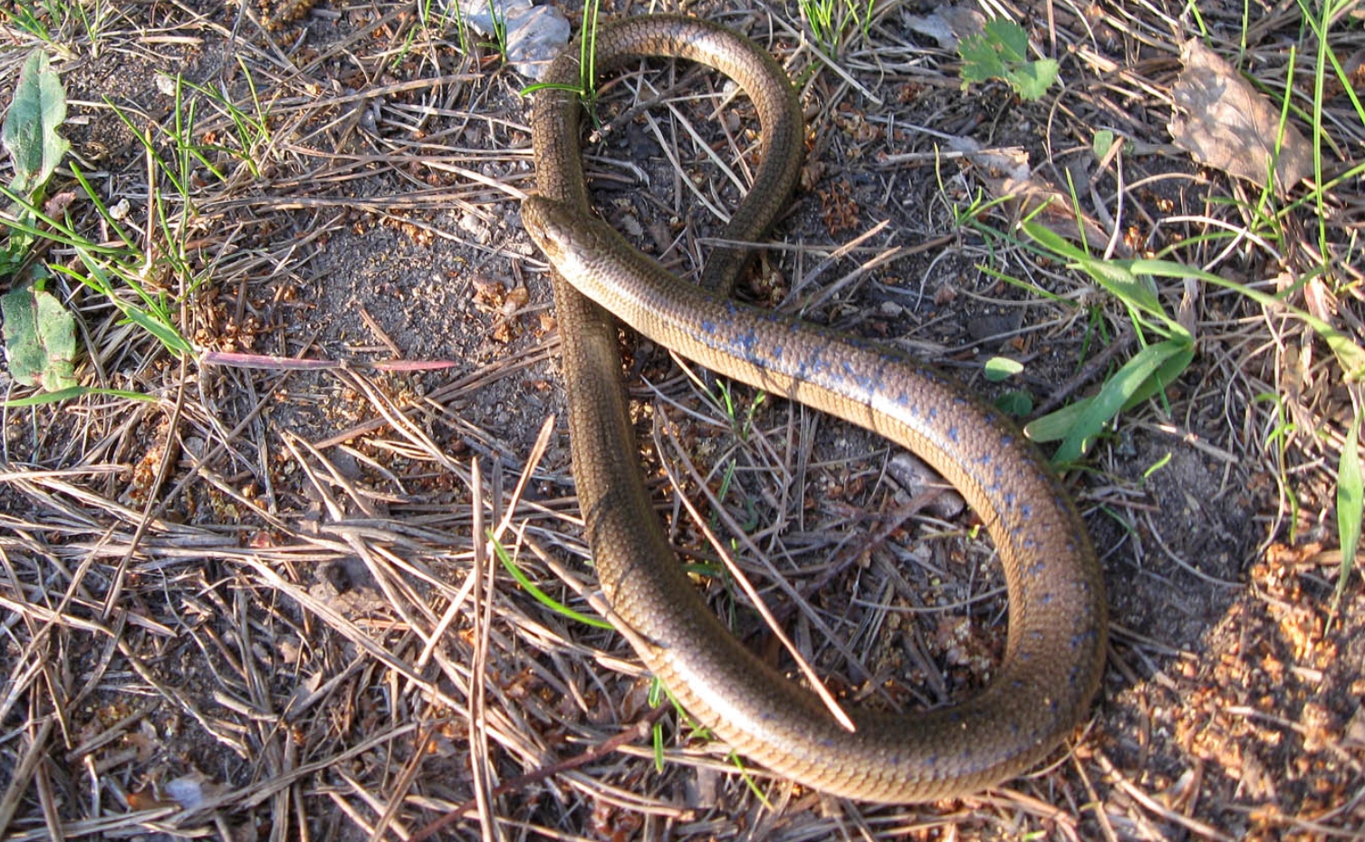 Шпиндельная петля