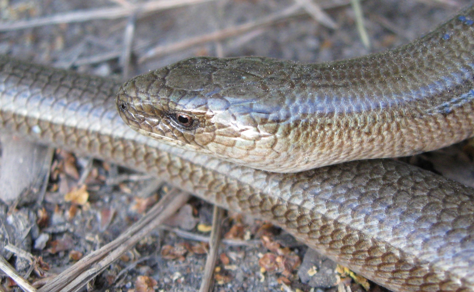 Шпиндельная петля