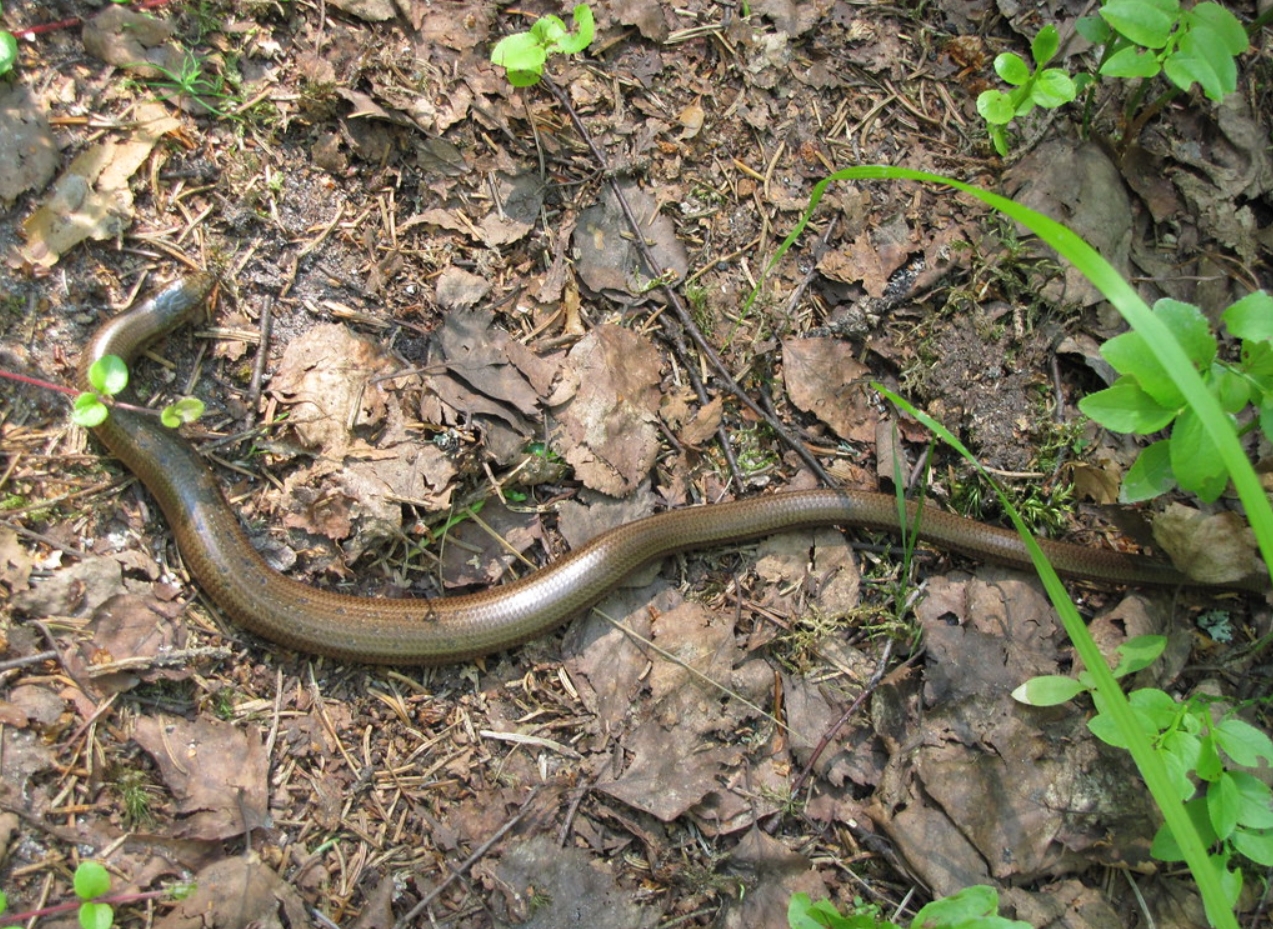 Шпиндельная петля