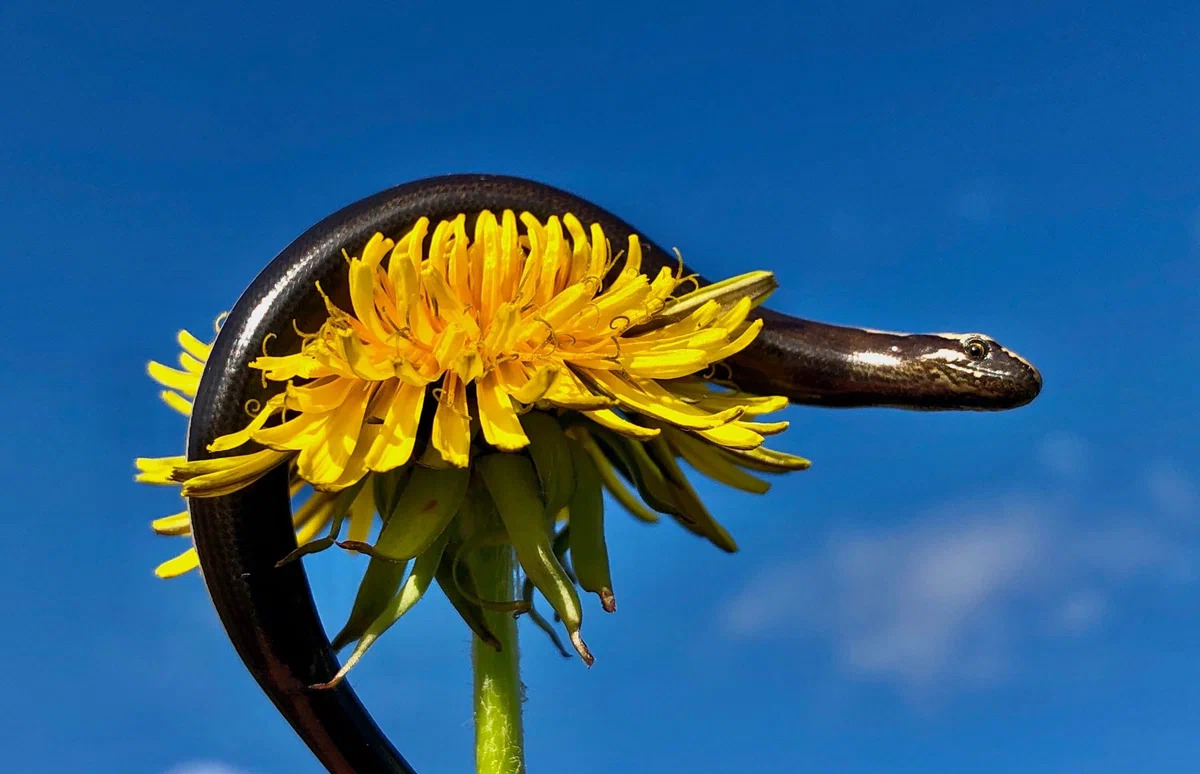 Шпиндельная петля