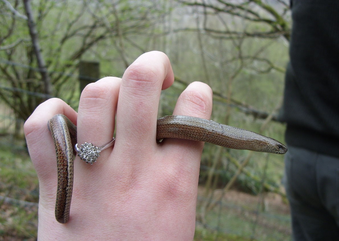 Ангис хрупкий