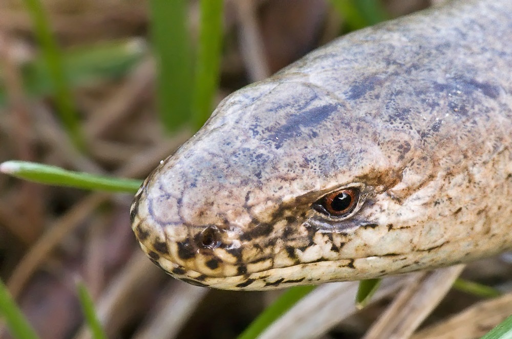Хрустящий шпиндель