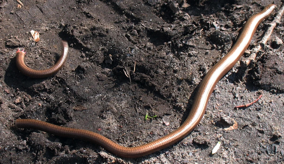 За умение сбрасывать хвост паука прозвали хрупким