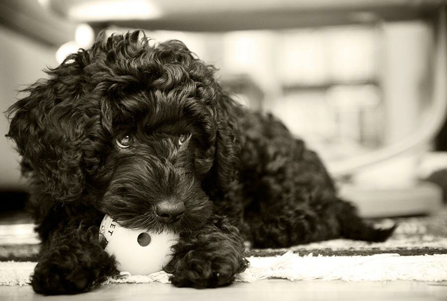 Португальская водяная собака — описание породы, нюансы ухода и воспитания собаки