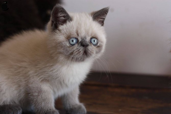 Кошка снупи сколько стоит