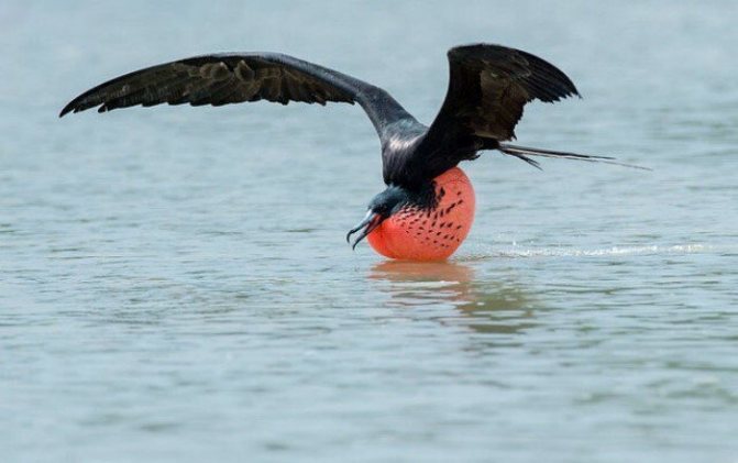 Фрегат – описание птицы, интересные факты