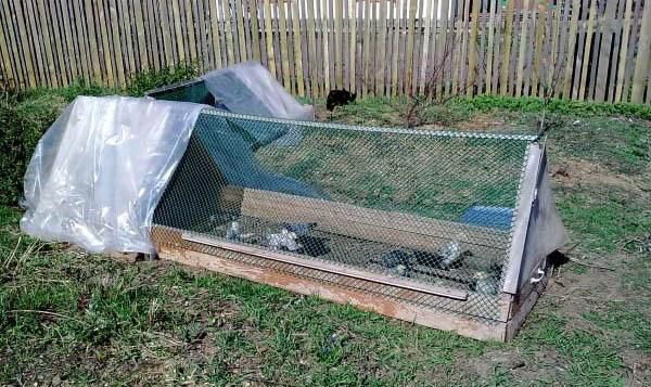 Ласка: описание