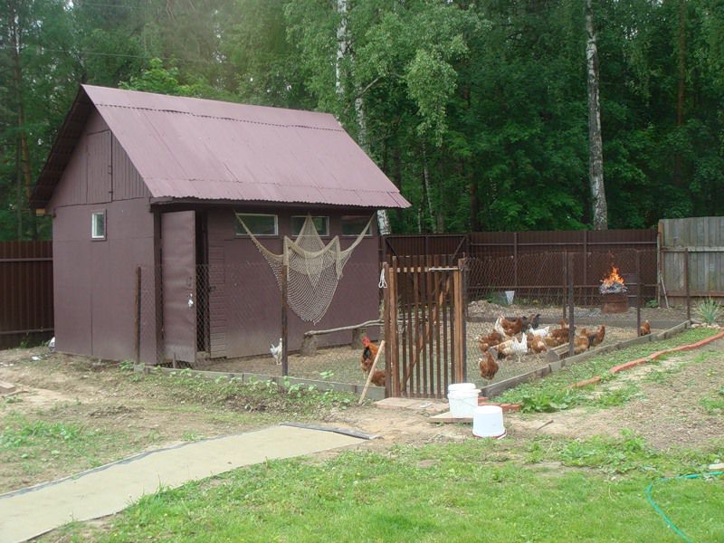 Ласка: описание