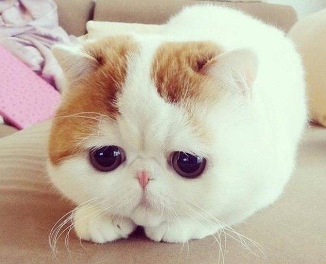 Кошка снупи сколько стоит