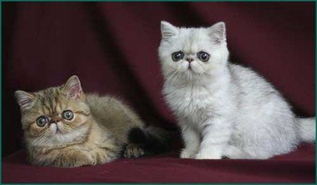 Кошка снупи сколько стоит