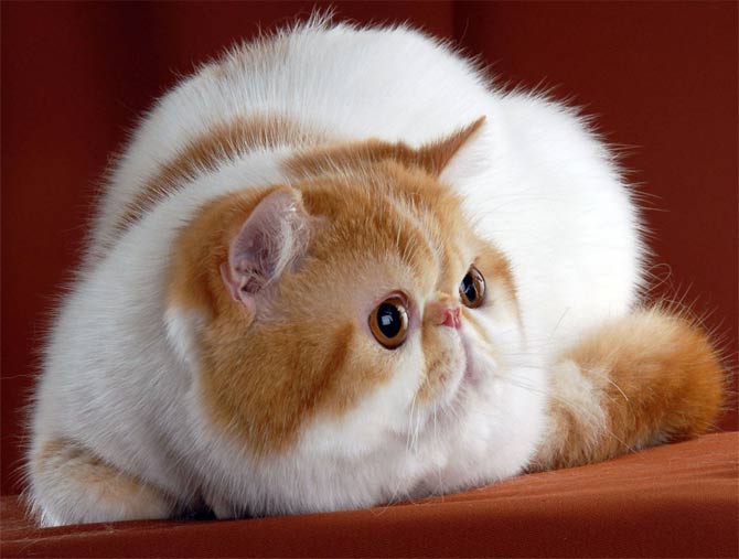 Кошка снупи сколько стоит