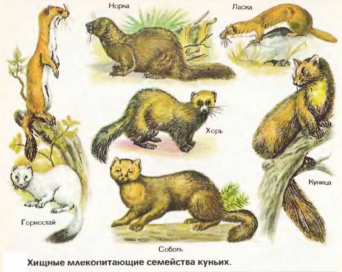 Хищники семейства куньих