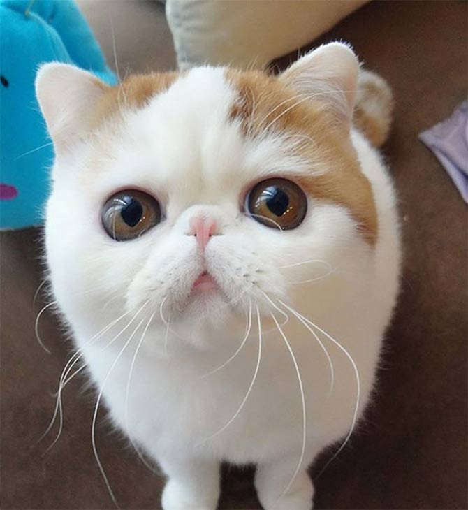 Кошка снупи сколько стоит