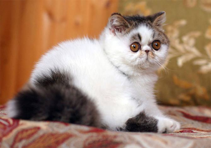 Кошка снупи сколько стоит