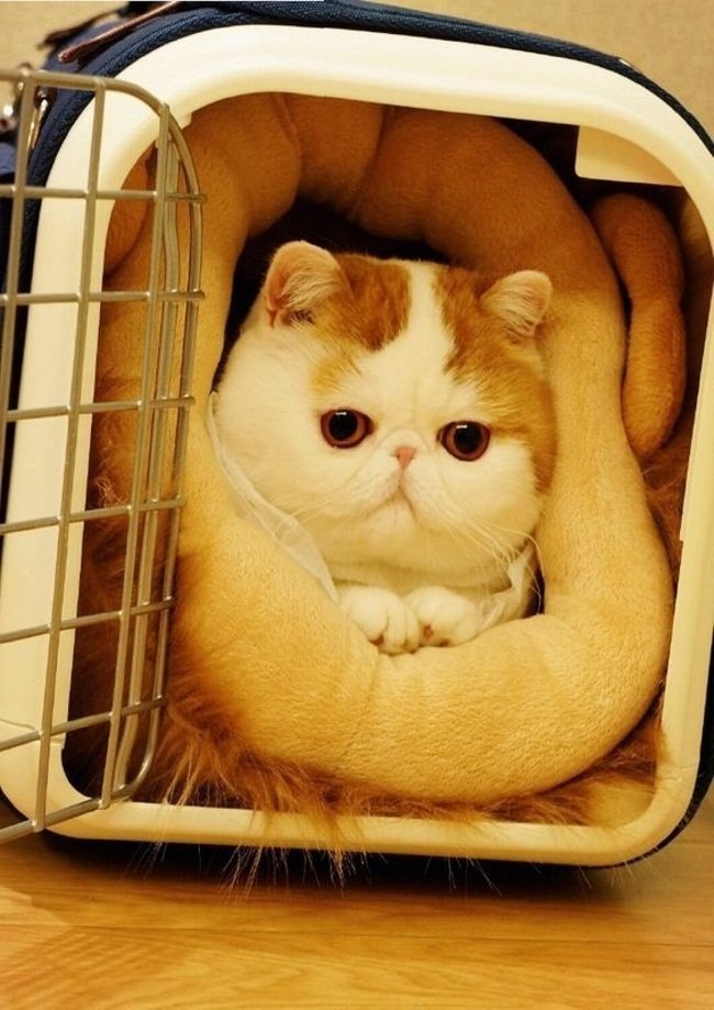 Кошка снупи сколько стоит