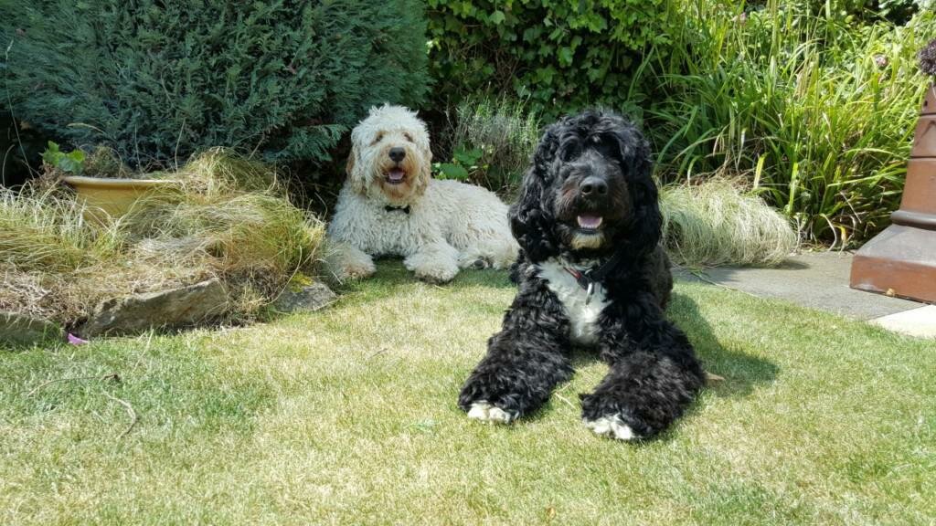 Португальская водяная собака — описание породы, нюансы ухода и воспитания собаки