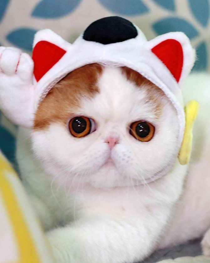 Кошка снупи сколько стоит