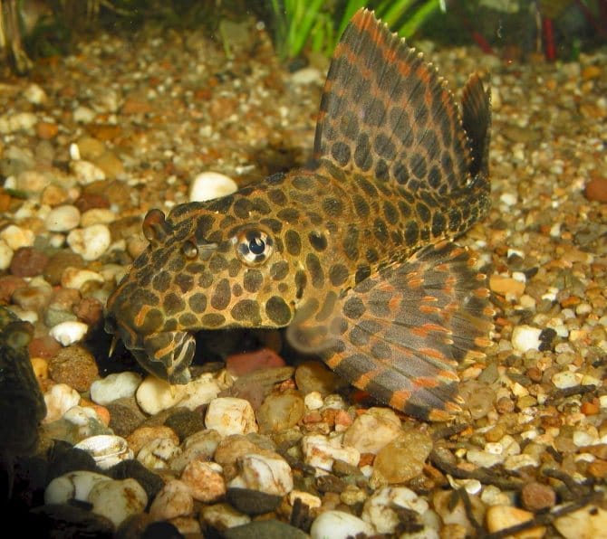 Парчовый сом (Pterygoplichthys gibbiceps)