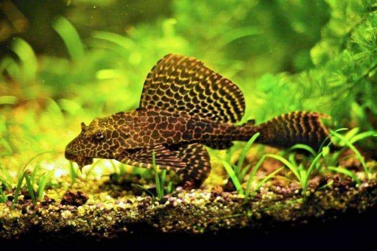 Птеригоплихт парчовый в аквариуме