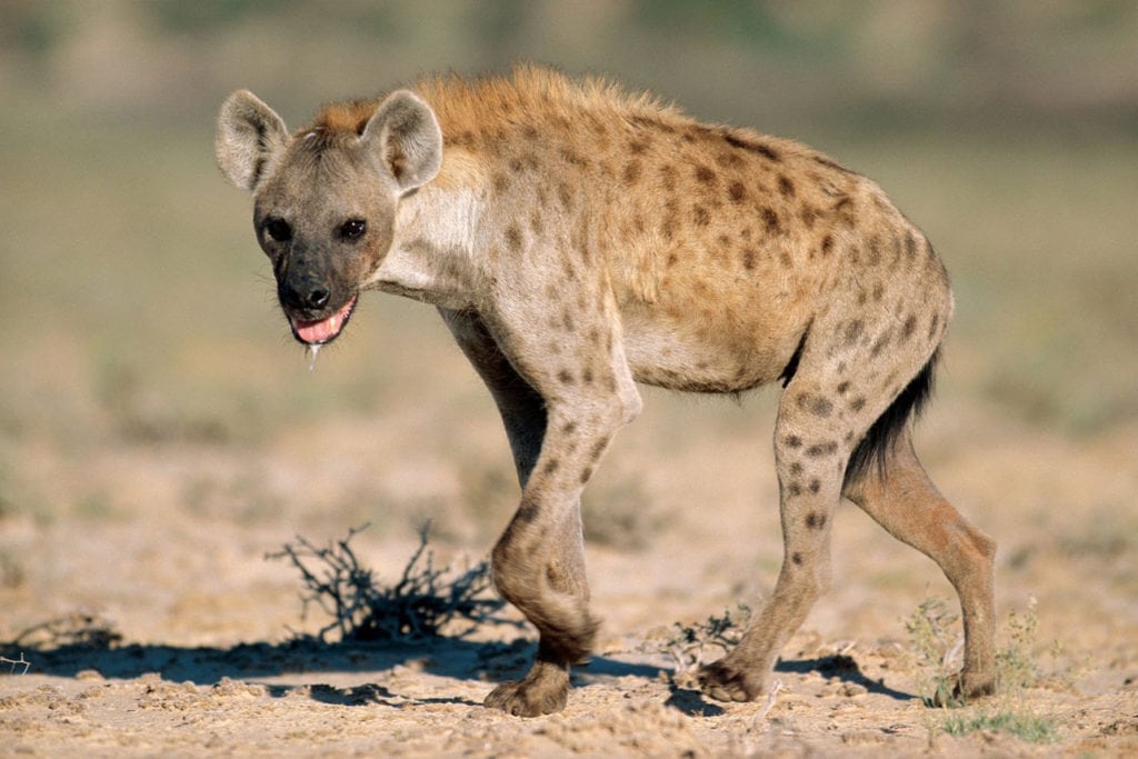 Пятнистая гиена