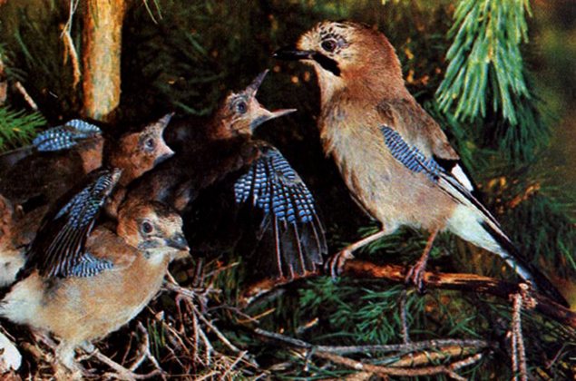 Джей с цыплятами