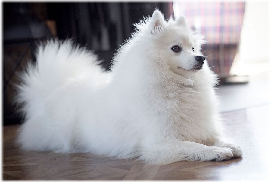 Белый японский наконечник