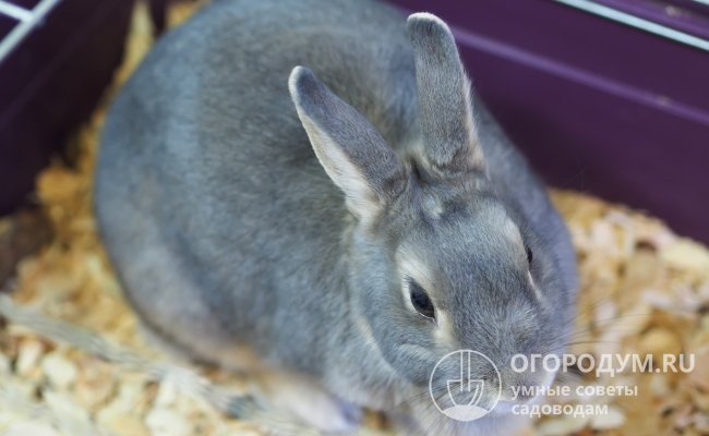 Уши у представителей декоративных пород не настолько велики, чтобы предотвратить их от перегрева и возможного теплового удара