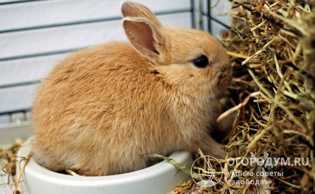 В ежедневном рационе обязательно должно присутствовать качественное сено