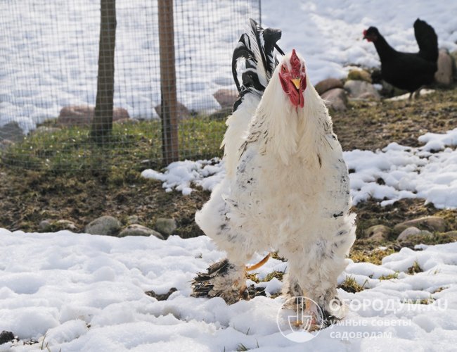 Порода хорошо приспособлена к различным погодно-климатическим условиям и подходит для выращивания во всех регионах страны