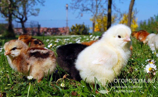 Птенцы отличаются высокой выживаемостью на уровне 96-100%, для них характерно быстрое обрастание перьями и высокая скорость набора веса